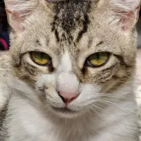 گربه گمشده|حیوانات|بوشهر, |دیوار