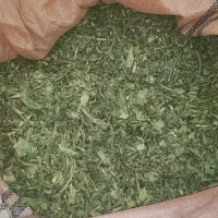 کرفس کوهی|خوردنی و آشامیدنی|داران, |دیوار