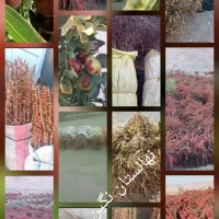 فروش نهال زرشک