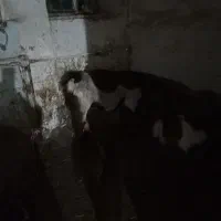 بزپاکستانی،اوستن