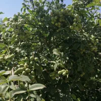 پیش فروش نهال های خوشه ای آغاز شد|خدمات باغبانی و درختکاری|شیراز, آزادگان|دیوار