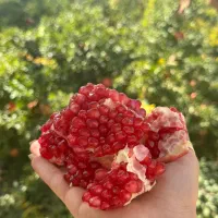 انار میخوش‌مهریز|خوردنی و آشامیدنی|یزد, |دیوار