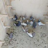 کفتر شهری بهبهونی|پرنده|شیراز, میانرود|دیوار