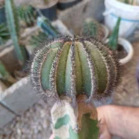 کاکتوس ابلمانیا