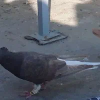 کبوتر سرکی دم سفید ماده