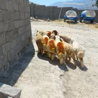 ۱۰ بره شیرمس و هیکلی کاور مناسب پرواربندی