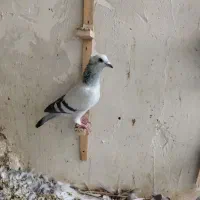 شامی کاکلی سار کوهی