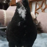 جوجه پلنگ دسی