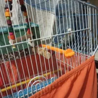 مرغ عشق|پرنده|تهران, هرندی|دیوار