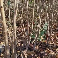 نهال|گل و گیاه طبیعی|کاشمر, |دیوار