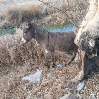 اولاغ ماده دو تا سماه دیگه میزاد و کوری سفید میاره