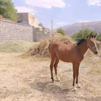 کره مادیان اصیل سالار بختیاری