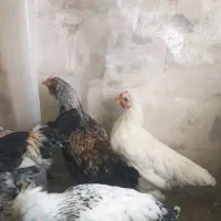 خروس ۶ ماهه زیبا