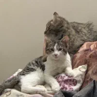 واگذار رایگان گربه