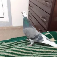 کفتر ساعتی پرش بالا