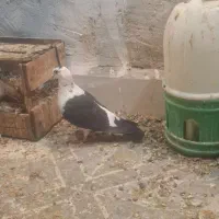 نر ماده گوره ای|پرنده|بهبهان, |دیوار