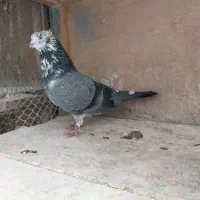 کبوتر کفتر پرشی.