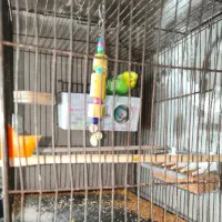 مرغ عشق جفت