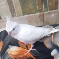 عروس هلندی البینو تک خال|پرنده|خرمشهر, |دیوار