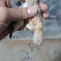 فنچ جمله بستک