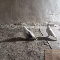 کبوترکبوتر