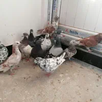 کبوتر طوقی و دوبر و ککیلی، ساری نشان مایا