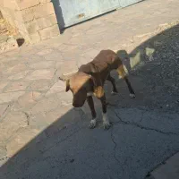 سگ پیتبول|سگ|بیستون, |دیوار