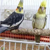 جفت عروس هلندی همراه دوتا جوجه|پرنده|زاهدان, |دیوار