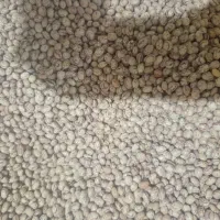 لوبیا چیتی اعلا|حراج|پادنا, |دیوار