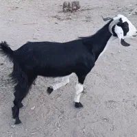 یک بز مری ۲قلوزا جوان یک زنک