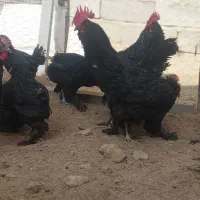 تخمنطفه دار مرندی|حیوانات مزرعه|همدان, |دیوار