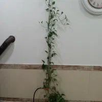 گل وگلدان|گل و گیاه طبیعی|بانه, |دیوار