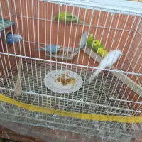 پرنده رنگ خاص مفت|پرنده|سبزوار, غرب نیروگاه|دیوار