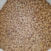 نخود کاشت امسال