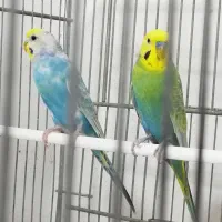 مرغ عشق|پرنده|اهواز, کیان اباد|دیوار