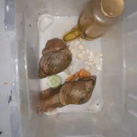 حلزون اچاتینا مولد تخمگذار  رایگان