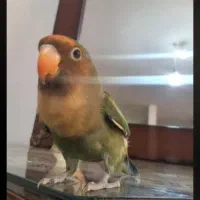 طوطی برزیلی سخنگو|پرنده|پیشوا, |دیوار