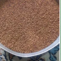 بذر یونجه رنجبر امریکایی