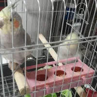 عروس هلندی|پرنده|الوند, |دیوار