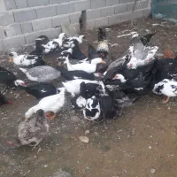 اردک محلی|حیوانات مزرعه|رشت, دخانیات|دیوار