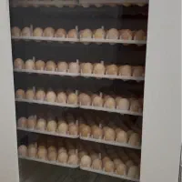 دستگاه جوجه کشی ۵۰۴تایی