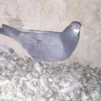 کفتر پرشی نر