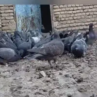 کبوتر|پرنده|کرخه, |دیوار