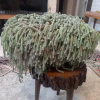 کاکتوس بسیار پر