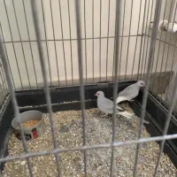 کبوتر الماسی چینی