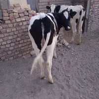 یک عدد گوساله ماده