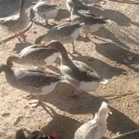 غاز|حیوانات مزرعه|شادگان, |دیوار