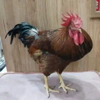 خروس و مرغ تخم گذار|حیوانات مزرعه|قم, طلاب غیر ایرانی|دیوار
