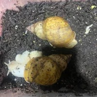 فروش حلزون|خزنده|ماهان, |دیوار