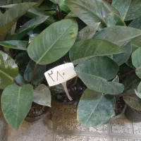 کاج مطبق بزرگ|گل و گیاه طبیعی|نیشابور, ناسیونال|دیوار